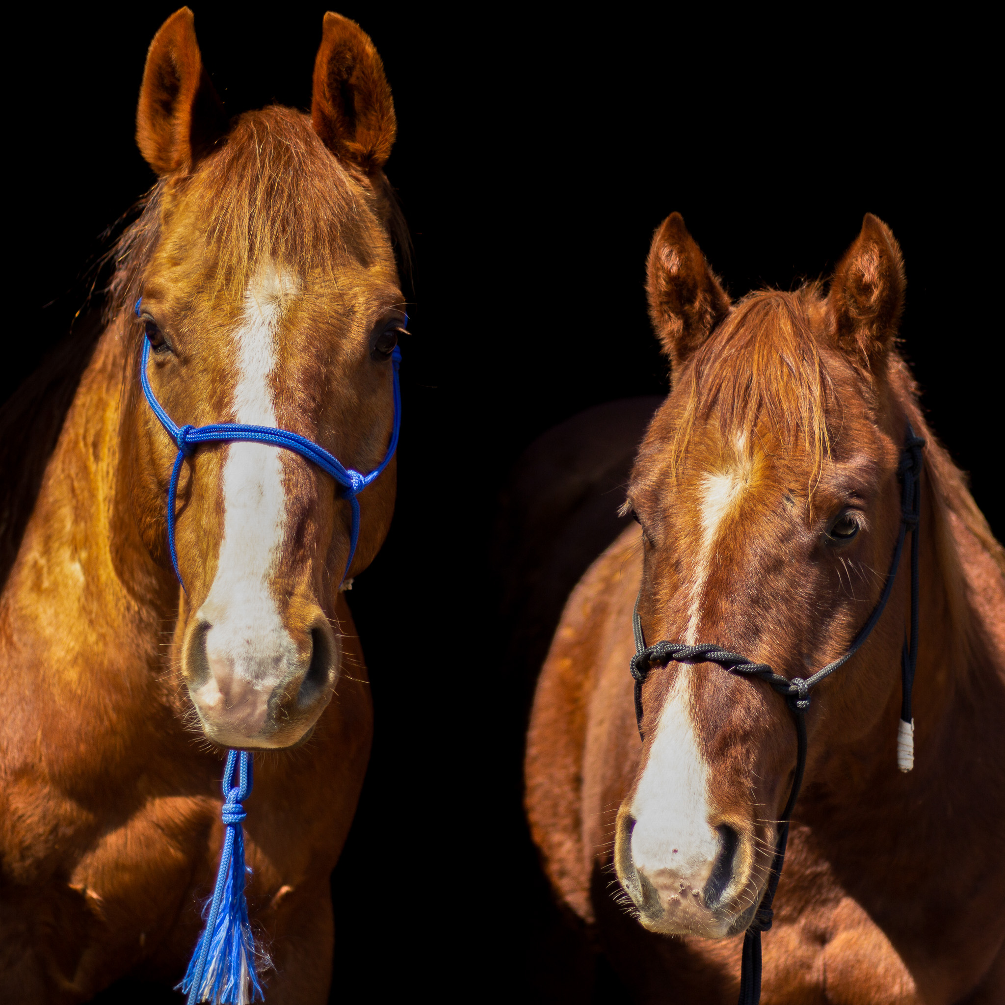 Amy Catley Livestock Photography